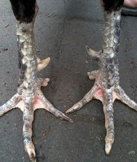 Sisik kaki ayam yang sedikit terkelupas