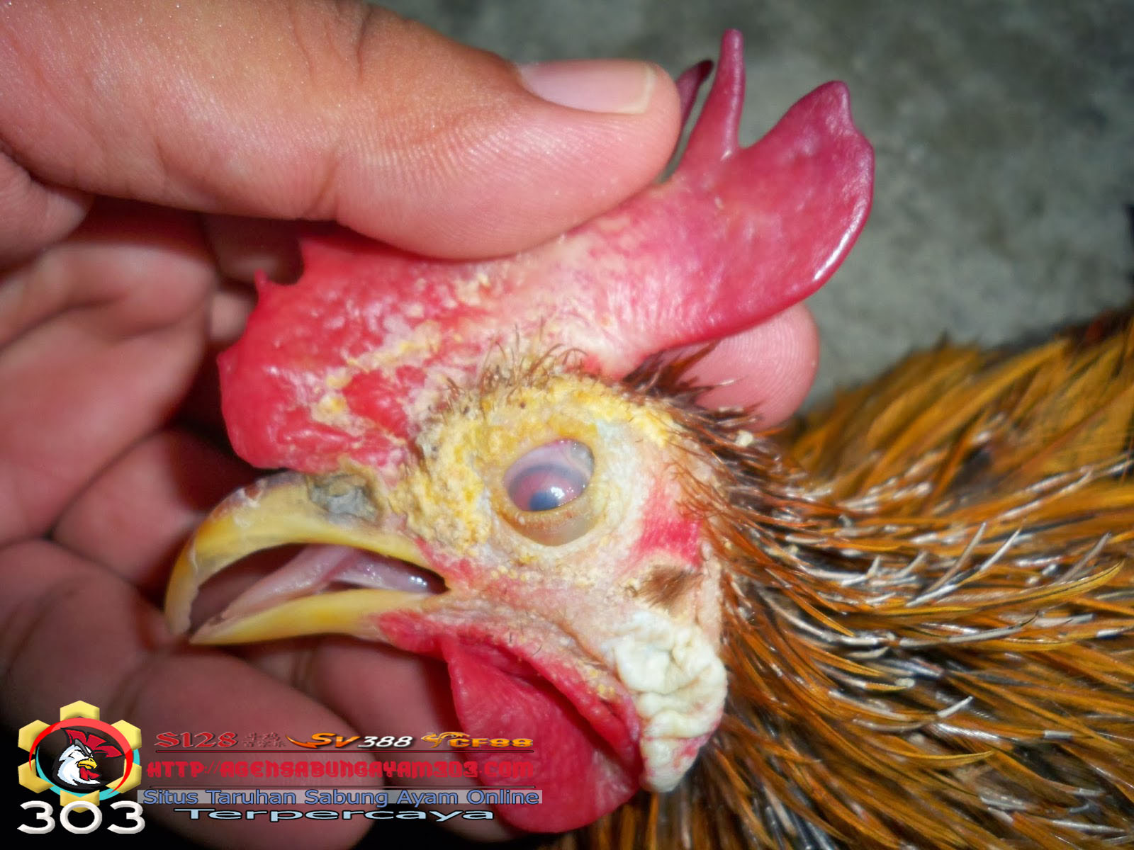 Cara mengobati penyakit kuning pada ayam